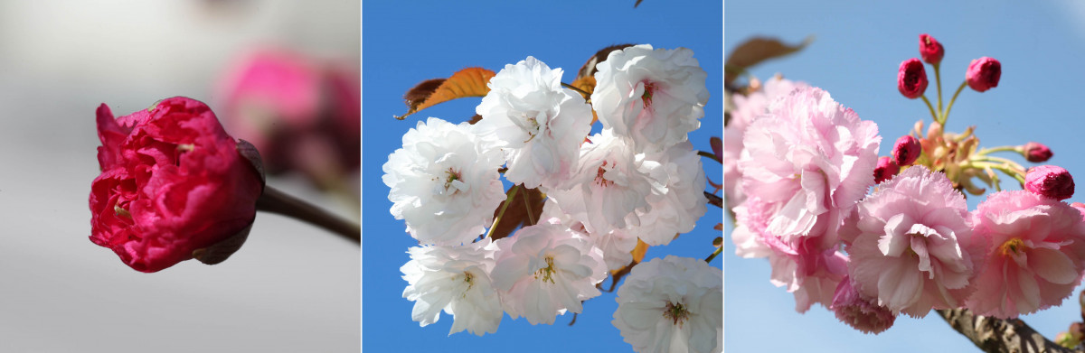 Fleurs cerisiers